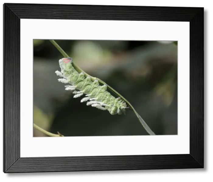 Framed Print : Atlas Moth - caterpillar, Emmen, Holland Framed Print : Atlas Moth - caterpillar, Emmen, Holland