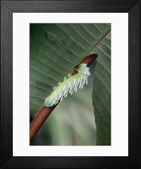 Framed Print : Atlas Moth - caterpillar, Emmen, Holland Framed Print : Atlas Moth - caterpillar, Emmen, Holland
