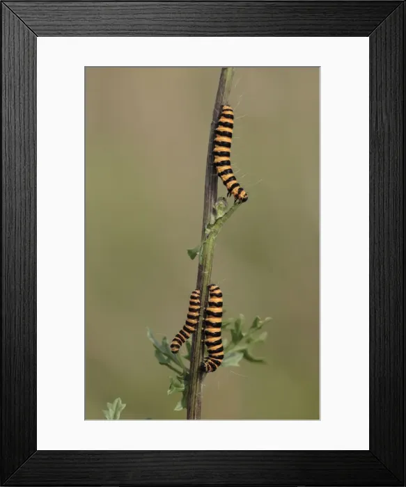 Framed Print : Cinnabar Moth - caterpillars feeding on foodplant Ragwort, Hessen, Germany Framed Print : Cinnabar Moth - caterpillars feeding on foodplant Ragwort, Hessen, Germany