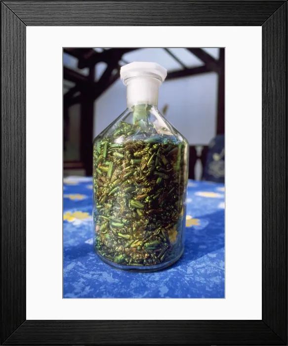 Framed Print : Spanish Fly / Blister Beetles - oily secretion used as application against blisters Framed Print : Spanish Fly / Blister Beetles - oily secretion used as application against blisters