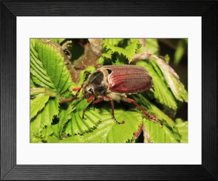 Framed Print : Cockchafer - resting on twig, Lower Saxony, Germany Framed Print : Cockchafer - resting on twig, Lower Saxony, Germany