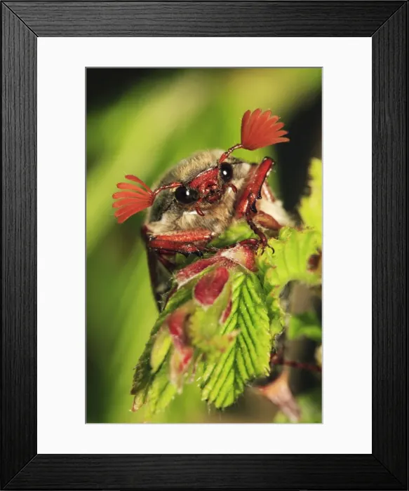 Framed Print : Cockchafer - resting on twig, Lower Saxony, Germany Framed Print : Cockchafer - resting on twig, Lower Saxony, Germany