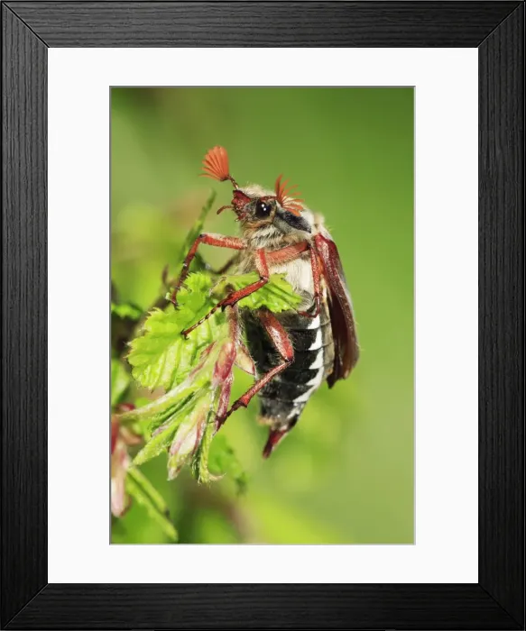 Framed Print : Cockchafer - resting on twig, Lower Saxony, Germany Framed Print : Cockchafer - resting on twig, Lower Saxony, Germany