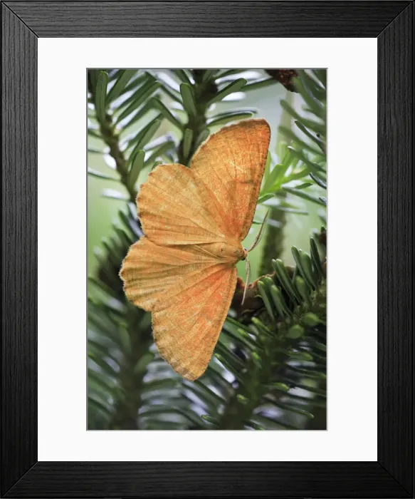 Framed Print : Orange Wing Moth - resting on fir tree branch, Lower Saxony, Germany Framed Print : Orange Wing Moth - resting on fir tree branch, Lower Saxony, Germany