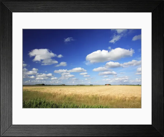 Framed Print : Clouds - good weather clouds, over cornfield, Texel, Holland Framed Print : Clouds - good weather clouds, over cornfield, Texel, Holland