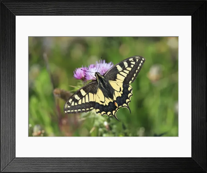 Framed Print : Swallowtail Butterfly - feeding on thistle flower, Alentejo, Portugal Framed Print : Swallowtail Butterfly - feeding on thistle flower, Alentejo, Portugal