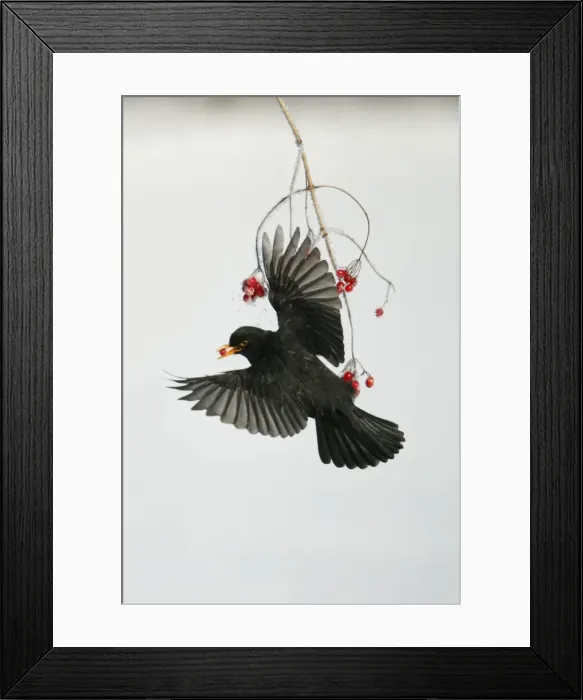 Framed Print : Blackbird - Male in flight feeding on Guelder Rose berries in winter, Lower Saxony, Germany Framed Print : Blackbird - Male in flight feeding on Guelder Rose berries in winter, Lower Saxony, Germany