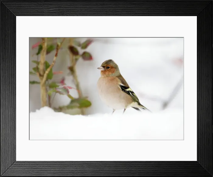 Framed Print : Chaffinch - male searching for food in snow, Lower Saxony, Germany Framed Print : Chaffinch - male searching for food in snow, Lower Saxony, Germany