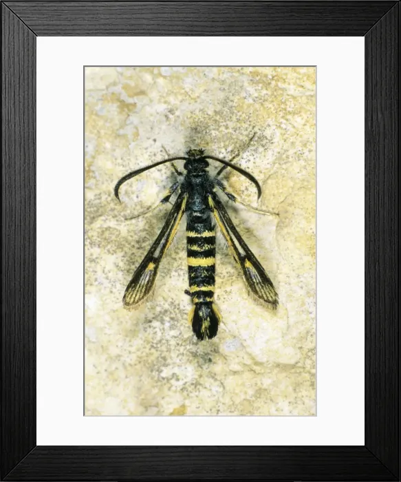 Framed Print : Currant Clearwing - resting on stone, Lower Saxony, Germany Framed Print : Currant Clearwing - resting on stone, Lower Saxony, Germany