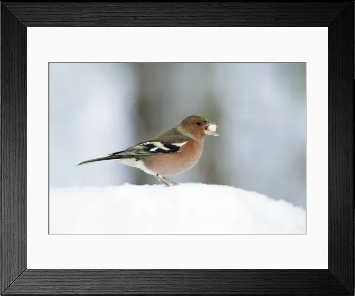 Framed Print : Chaffinch - male with peanut in beak, in snow, Lower Saxony, Germany Framed Print : Chaffinch - male with peanut in beak, in snow, Lower Saxony, Germany