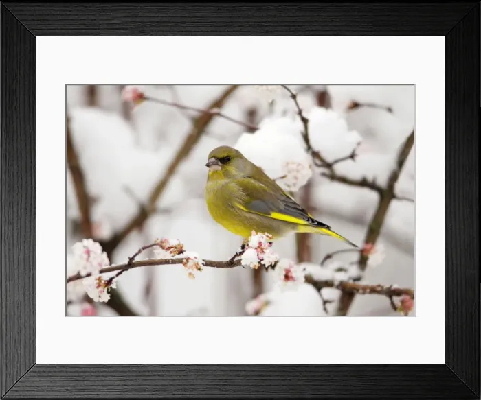 Framed Print : Greenfinch - on snow covered flowering Viburnum, Lower Saxony, Germany Framed Print : Greenfinch - on snow covered flowering Viburnum, Lower Saxony, Germany