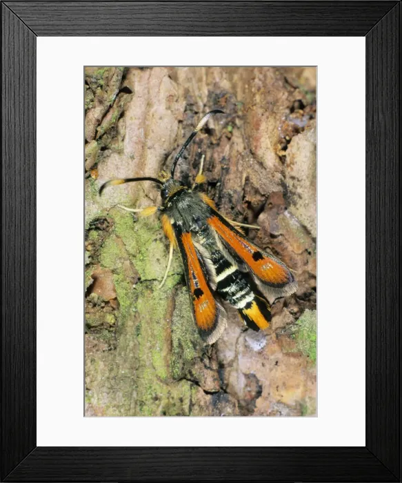 Framed Print : Fiery Clearwing - resting on tree bark, Lower Saxony, Germany Framed Print : Fiery Clearwing - resting on tree bark, Lower Saxony, Germany