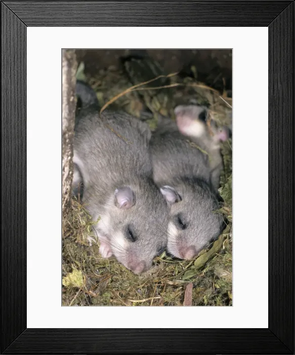 Framed Print : Fat / Edible Dormouse - 2 young animals asleep in nest - Lower Saxony - Germany Framed Print : Fat / Edible Dormouse - 2 young animals asleep in nest - Lower Saxony - Germany