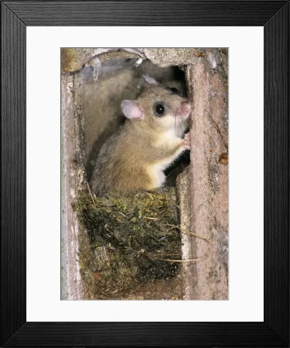 Framed Print : Fat / Edible Dormouse - in bird nesting box - Lower Saxony - Germany Framed Print : Fat / Edible Dormouse - in bird nesting box - Lower Saxony - Germany