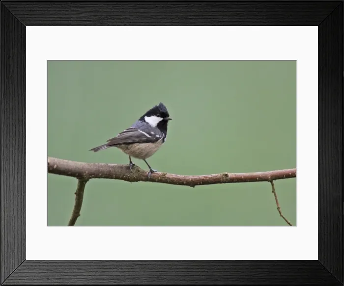 Framed Print : Coal Tit - On branch, Lower Saxony, Germany Framed Print : Coal Tit - On branch, Lower Saxony, Germany