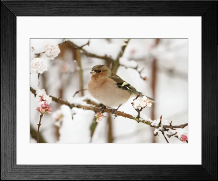 Framed Print : Chaffinch - male perched on flowering Viburnum in snow, Lower Saxony, Germany Framed Print : Chaffinch - male perched on flowering Viburnum in snow, Lower Saxony, Germany