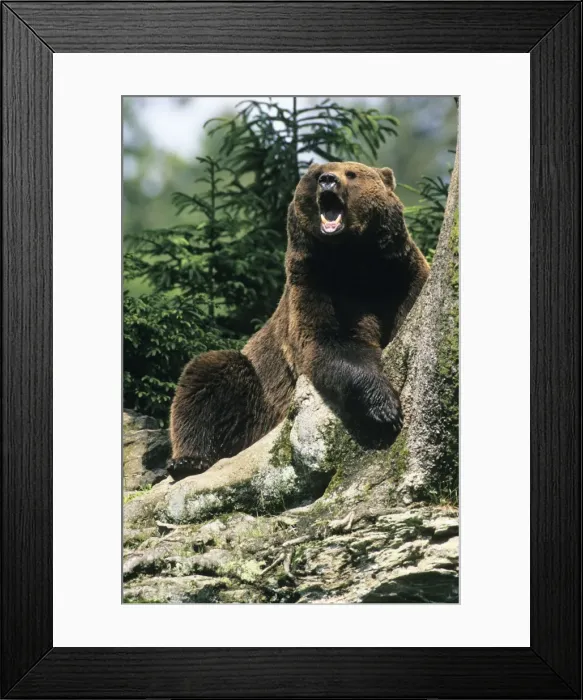 Framed Print : European Brown Bear - yawning, Bavarian Forest, Germany Framed Print : European Brown Bear - yawning, Bavarian Forest, Germany
