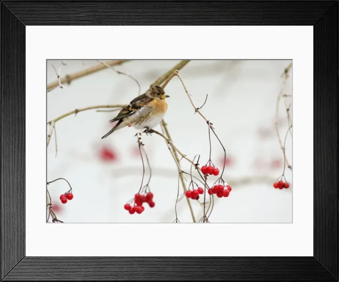 Framed Print : Brambling - male in winter plumage - on branch with berries and snow in background - Lower Saxony, Germany Framed Print : Brambling - male in winter plumage - on branch with berries and snow in background - Lower Saxony, Germany