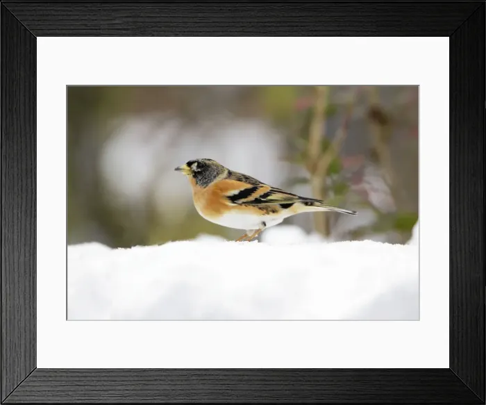 Framed Print : Brambling - male in winter plumage - in snow - Lower Saxony, Germany Framed Print : Brambling - male in winter plumage - in snow - Lower Saxony, Germany