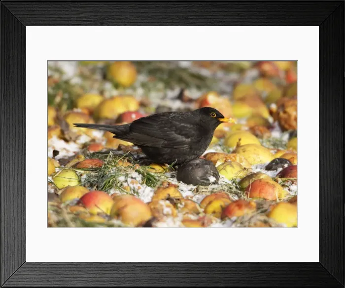 Framed Print : Blackbird - male feeding on fallen apples, in winter, Lower Saxony, Germany Framed Print : Blackbird - male feeding on fallen apples, in winter, Lower Saxony, Germany