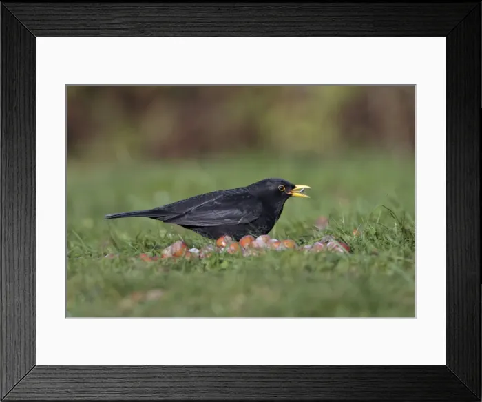 Framed Print : Blackbird - male feeding on bird food in garden, winter, Lower Saxony, Germany Framed Print : Blackbird - male feeding on bird food in garden, winter, Lower Saxony, Germany