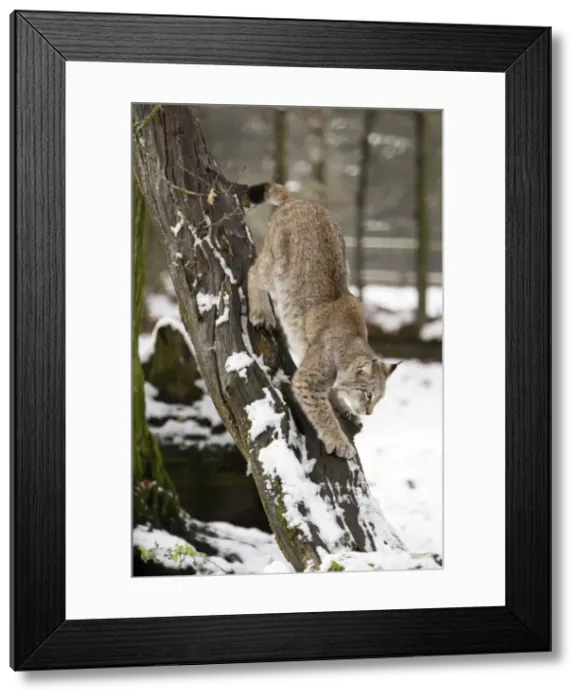 Framed Print : European Lynx - climbing down tree stem, in winter, Lower Saxony, Germany Framed Print : European Lynx - climbing down tree stem, in winter, Lower Saxony, Germany