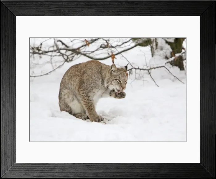 Framed Print : European Lynx - licking its paws, in snow, Lower Saxony, Germany Framed Print : European Lynx - licking its paws, in snow, Lower Saxony, Germany