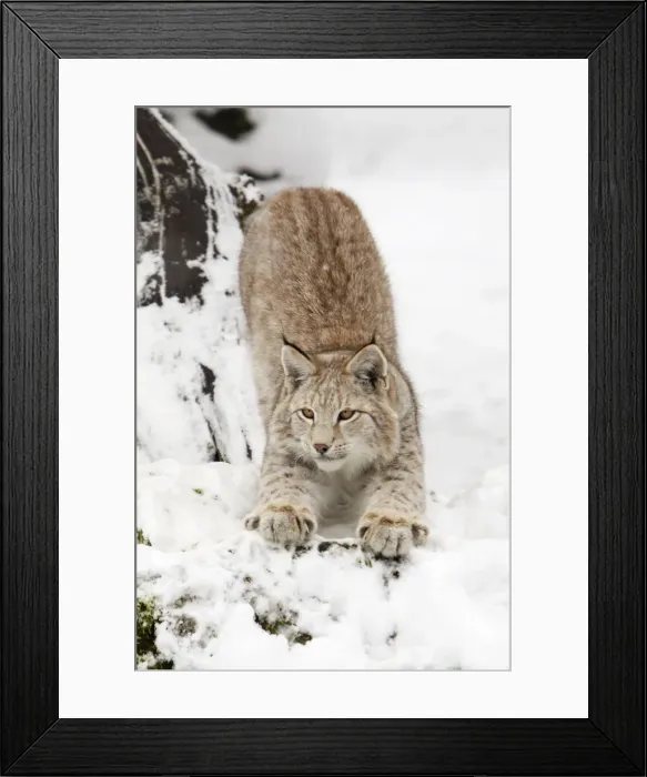 Framed Print : European Lynx - stretching in snow, Lower Saxony, Germany Framed Print : European Lynx - stretching in snow, Lower Saxony, Germany