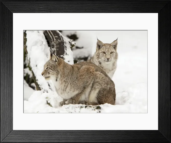 Framed Print : European Lynx - two animals in snow, Lower Saxony, Germany Framed Print : European Lynx - two animals in snow, Lower Saxony, Germany