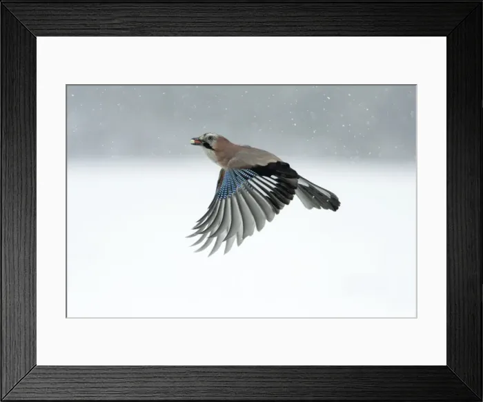 Framed Print : Jay - in flight with food in beak - Lower Saxony, Germany Framed Print : Jay - in flight with food in beak - Lower Saxony, Germany