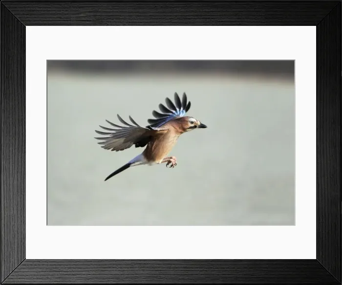 Framed Print : Jay - in flight, Lower Saxony, Germany Framed Print : Jay - in flight, Lower Saxony, Germany