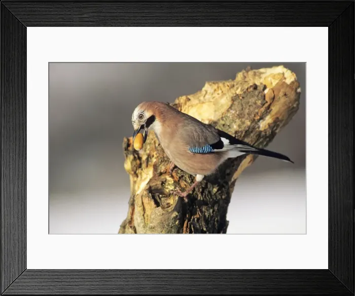 Framed Print : Jay - with acorn in beak, Lower Saxony, Germany Framed Print : Jay - with acorn in beak, Lower Saxony, Germany