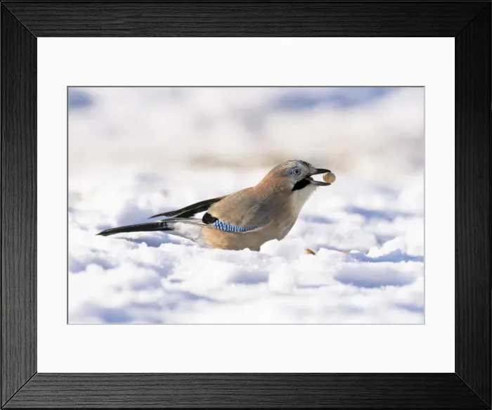 Framed Print : Jay - searching for acorns in snow, Lower Saxony, Germany Framed Print : Jay - searching for acorns in snow, Lower Saxony, Germany