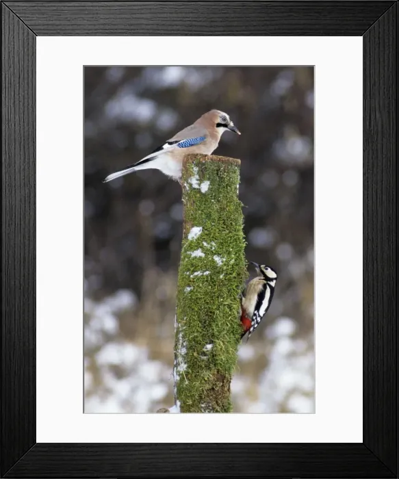 Framed Print : Jay and Great Spotted Woodpecker (Dendrocopos major) on tree stem, Lower Saxony, Germany Framed Print : Jay and Great Spotted Woodpecker (Dendrocopos major) on tree stem, Lower Saxony, Germany