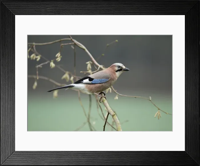 Framed Print : Jay - perched on hazel bush branch, Lower Saxony, Germany