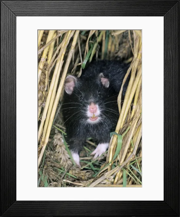 Framed Print : Common Hamster - black variation, Lower Saxony, Germany Framed Print : Common Hamster - black variation, Lower Saxony, Germany