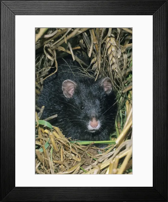 Framed Print : Common Hamster - black variation, Lower Saxony, Germany Framed Print : Common Hamster - black variation, Lower Saxony, Germany