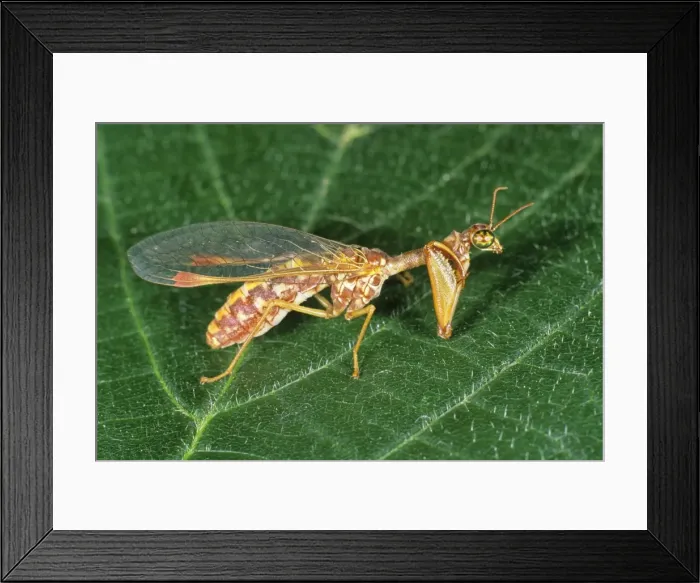 Framed Print : Mantis Fly / Mantis Lacewing - on leaf, Lower Saxony, Germany Framed Print : Mantis Fly / Mantis Lacewing - on leaf, Lower Saxony, Germany