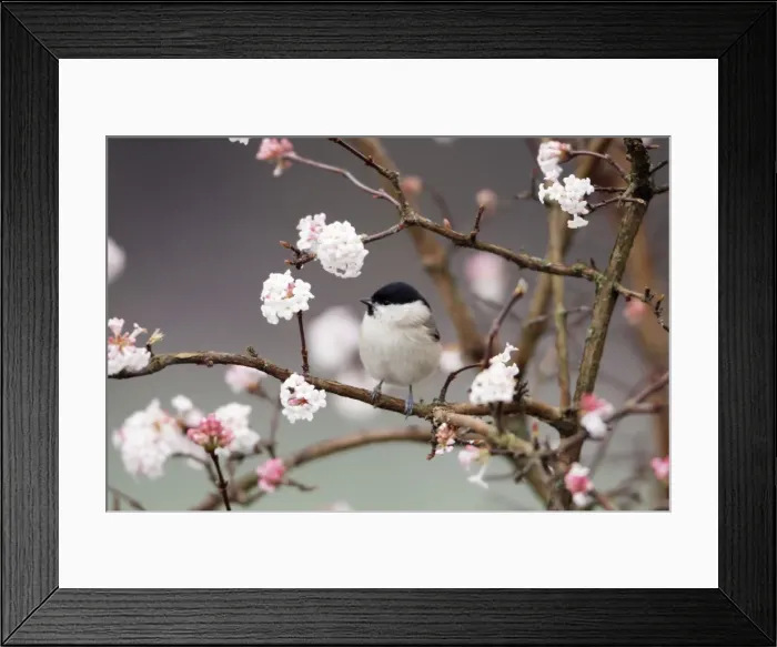 Framed Print : Marsh Tit - on flowering Viburnum bush, Lower Saxony, Germany Framed Print : Marsh Tit - on flowering Viburnum bush, Lower Saxony, Germany