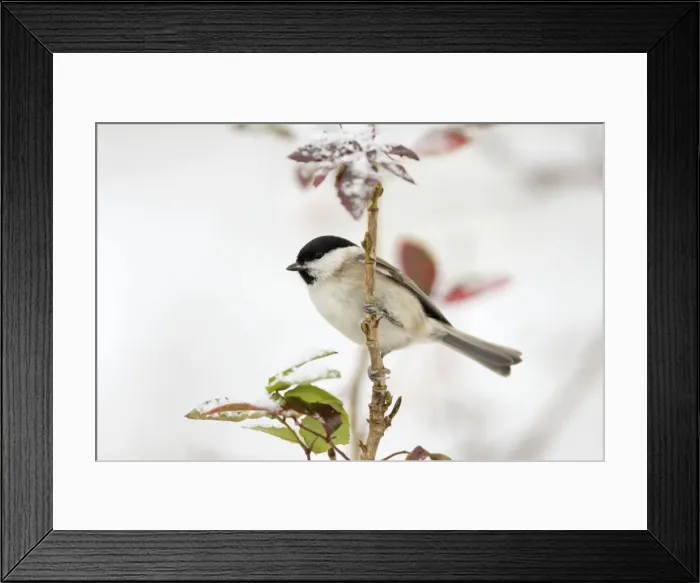 Framed Print : Marsh Tit - on Mahonia plant in snow, Lower Saxony, Germany