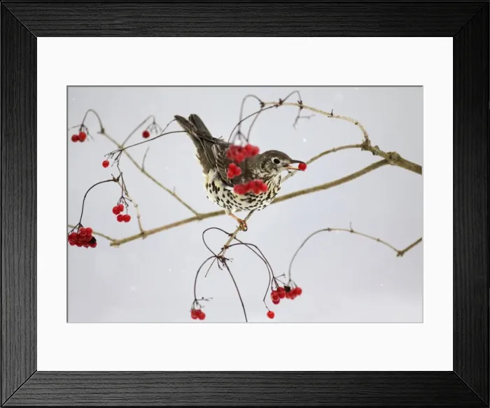 Framed Print : Mistle Thrush - feeding on Guelder Rose berries in winter, Lower Saxony, Germany Framed Print : Mistle Thrush - feeding on Guelder Rose berries in winter, Lower Saxony, Germany
