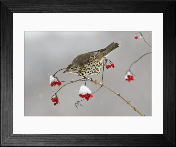 Framed Print : Mistle Thrush - feeding on Guelder Rose berries in winter, Lower Saxony, Germany Framed Print : Mistle Thrush - feeding on Guelder Rose berries in winter, Lower Saxony, Germany