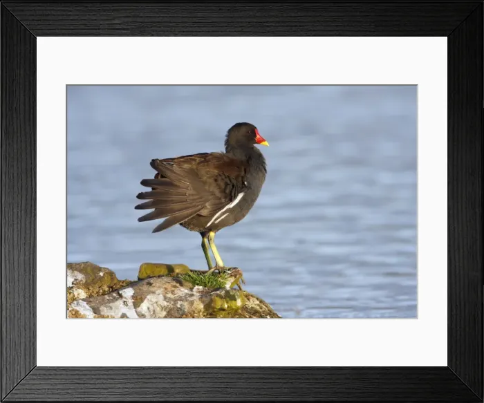 Framed Print : Moorhen - preening itself on lake shore, Northumberland, England Framed Print : Moorhen - preening itself on lake shore, Northumberland, England