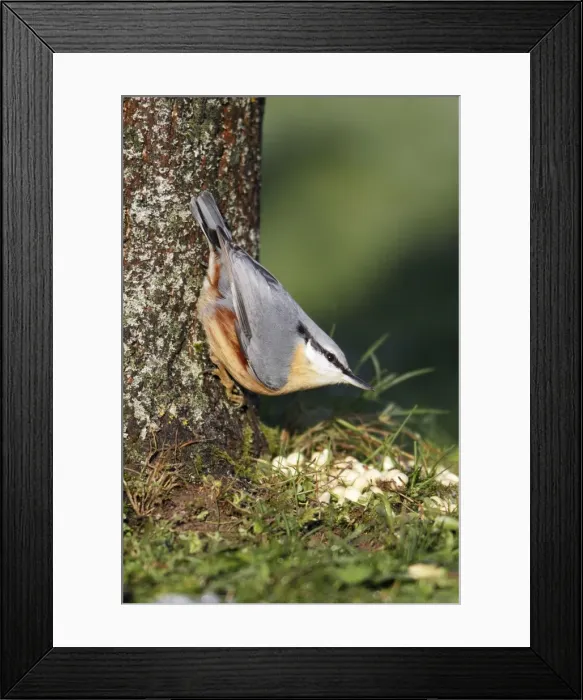 Framed Print : Nuthatch - At foot of tree - Lower Saxony, Germany Framed Print : Nuthatch - At foot of tree - Lower Saxony, Germany