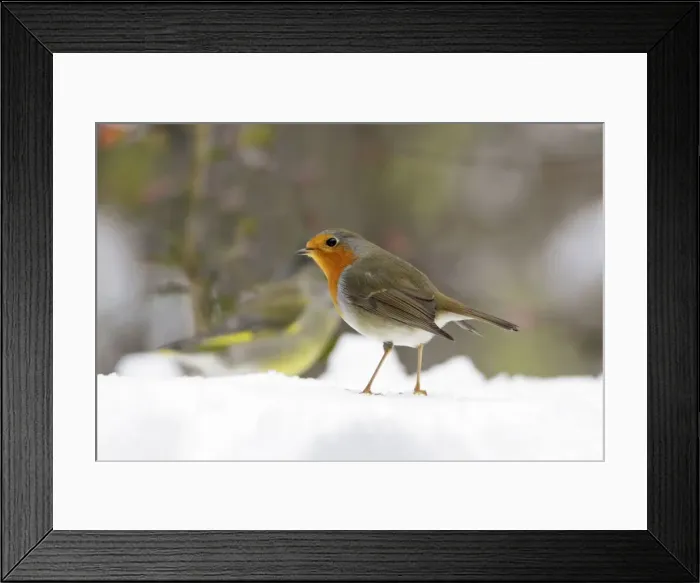 Framed Print : Robin - In snow, Lower Saxony, Germany Framed Print : Robin - In snow, Lower Saxony, Germany