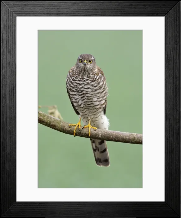 Framed Print : Sparrowhawk - female sitting on branch, Lower Saxony, Germany Framed Print : Sparrowhawk - female sitting on branch, Lower Saxony, Germany