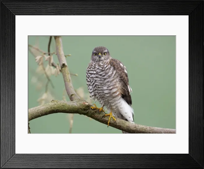 Framed Print : Sparrowhawk - female sitting on branch, Lower Saxony, Germany Framed Print : Sparrowhawk - female sitting on branch, Lower Saxony, Germany