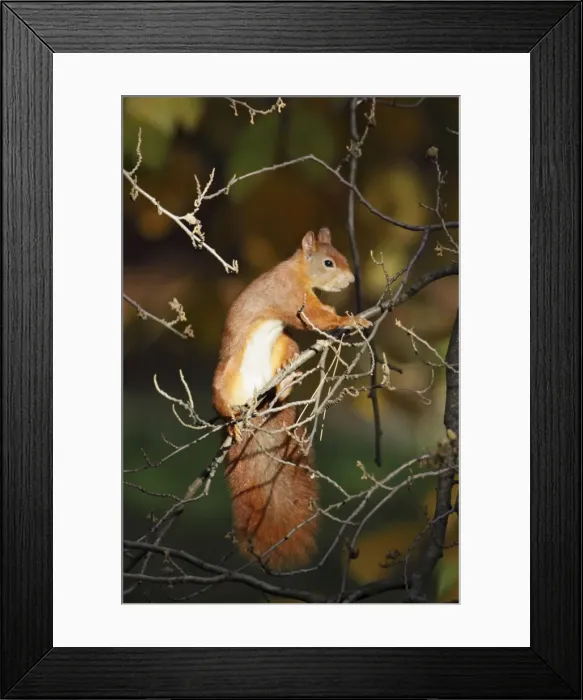Framed Print : European Red Squirrel - in bush searching for food, Lower Saxony, Germany Framed Print : European Red Squirrel - in bush searching for food, Lower Saxony, Germany