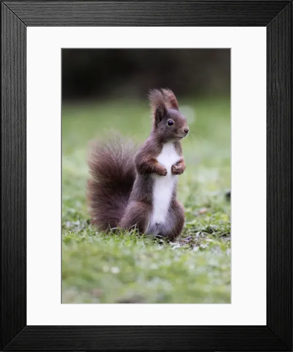 Framed Print : European Red Squirrel - Standing upright, Lower Saxony, Germany Framed Print : European Red Squirrel - Standing upright, Lower Saxony, Germany