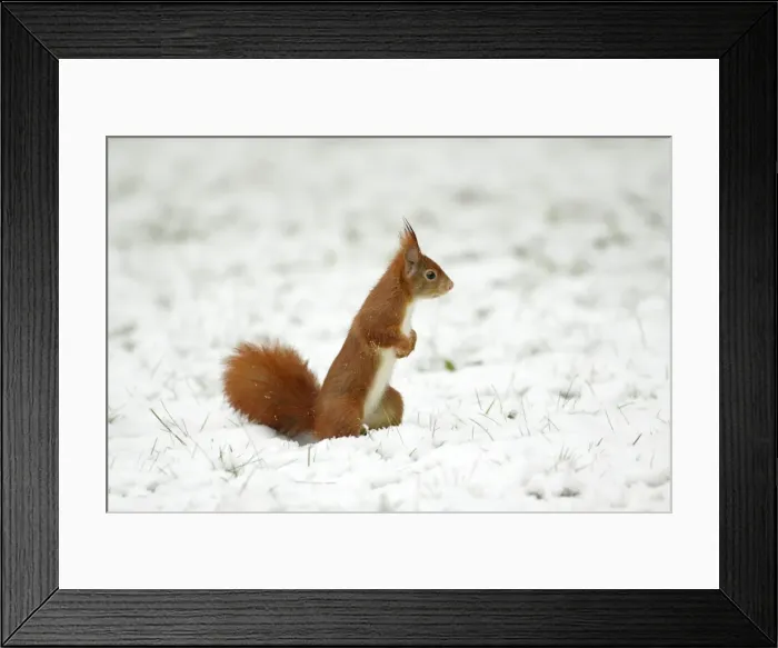 Framed Print : European Red Squirrel - searching for food in snow, Lower Saxony, Germany Framed Print : European Red Squirrel - searching for food in snow, Lower Saxony, Germany